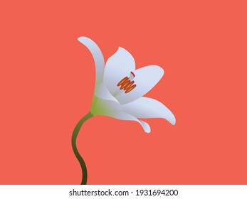 This is an illustration of a lily