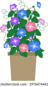 This is an illustration of a morning glory and a pot.