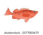 This is an illustration of Pacific ocean perch.