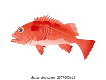 This is an illustration of Pacific ocean perch.