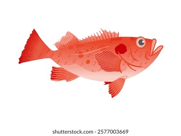 This is an illustration of Pacific ocean perch.