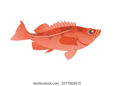 This is an illustration of Pacific ocean perch.