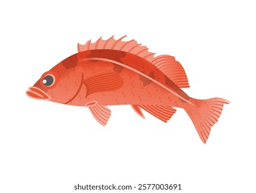 This is an illustration of Pacific ocean perch.