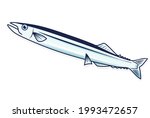 This is an illustration of a pacific saury.