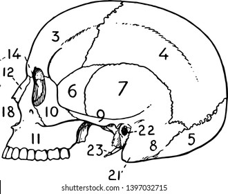 This illustration represents Adult skull vintage line drawing or engraving illustration.
