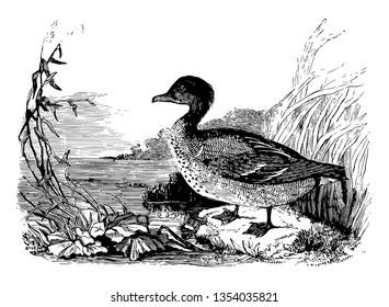 This illustration represents American Green winged Teal vintage line drawing or engraving illustration.