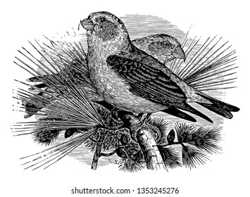 This illustration represents American Red Crossbill vintage line drawing or engraving illustration.