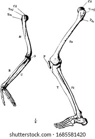 This illustration represents Arm and Leg Skeleton, vintage line drawing or engraving illustration.