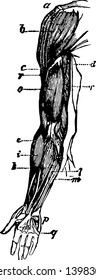 This illustration represents Arm Muscle, vintage line drawing or engraving illustration.