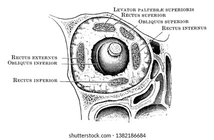 This illustration represents Arrangement of Orbital Muscles, vintage line drawing or engraving illustration.