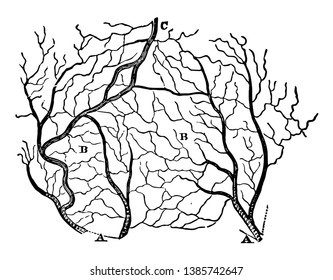 This illustration represents The Arteries and Veins of a Section of the Skin, vintage line drawing or engraving illustration.