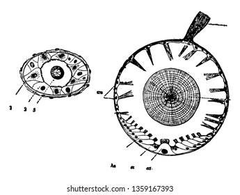 This illustration represents Auditory Organs of Mollusks vintage line drawing or engraving illustration.