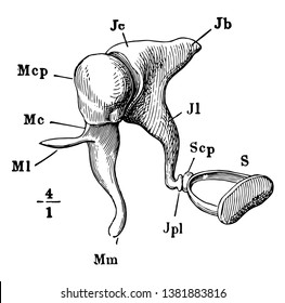 This illustration represents The Auditory Ossicles, vintage line drawing or engraving illustration.