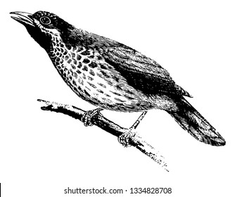 This illustration represents Babbling Thrush, vintage line drawing or engraving illustration.