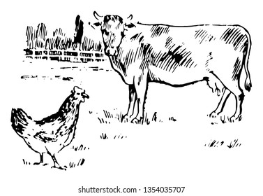 This illustration represents Barnyard with cow and hen vintage line drawing or engraving illustration.