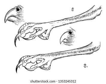 This illustration represents The Beaks and Claws of a Burrowing Owl vintage line drawing or engraving illustration.