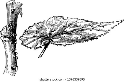 This illustration represents Begonia Phyllomaniaca where the leaves are four to six inches long and slightly fringed, vintage line drawing or engraving illustration.
