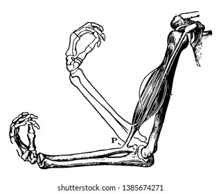 This illustration represents The Biceps Muscle and Arm Bones, vintage line drawing or engraving illustration.