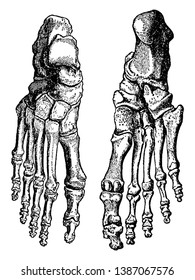 This illustration represents Bones of the Feet, vintage line drawing or engraving illustration.