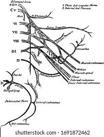 524 Brachial Images, Stock Photos & Vectors | Shutterstock