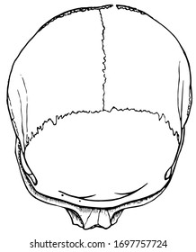 This illustration represents Brachycephalic Cranium, vintage line drawing or engraving illustration.