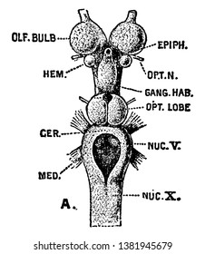 Esta ilustración representa el cerebro de Sea Lamprey, dibujo de línea vintage o ilustración de grabado.
