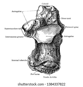 This illustration represents Calcaneum, vintage line drawing or engraving illustration.