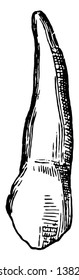 Esta ilustración representa la ilustración Canine Tooth, dibujo vintage de línea o grabado.