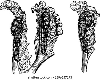 This illustration represents Caterpillars of the Cabbage Butterfly vintage line drawing or engraving illustration.