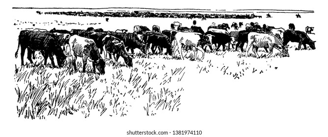 This illustration represents Cattle grazing on a plain, vintage line drawing or engraving illustration.