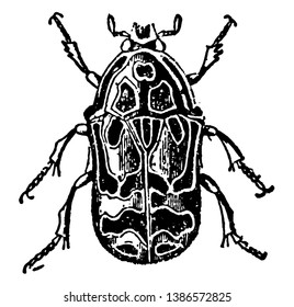 This illustration represents Cetonia Baxii, vintage line drawing or engraving illustration.
