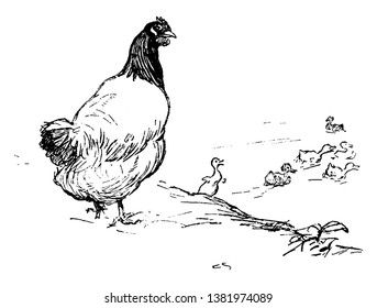 Esta ilustración representa pollo y chicles, dibujo de línea vintage o ilustración de grabado.