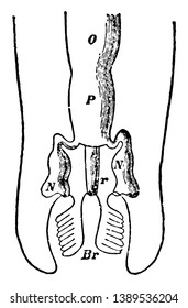This illustration represents Chiton Excretory and Reproductive Organs, vintage line drawing or engraving illustration.