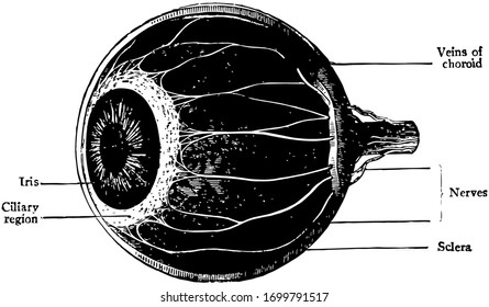 This illustration represents The Choroid Ciliary Body and Iris, vintage line drawing or engraving illustration.