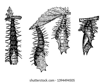 This illustration represents Chrysalides of the Small Tortoise shell Butterfly Freeing Themselves from the Caterpillar Skin vintage line drawing or engraving illustration.