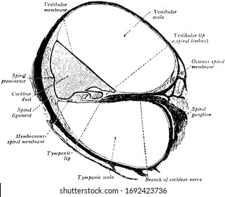 Esta ilustración representa Cochlea of the Ear, dibujo de línea vintage o ilustración de grabado.
