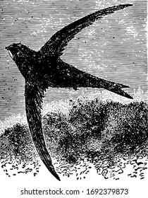 This Illustration Represents Common Swift, Vintage Line Drawing Or Engraving Illustration.