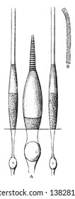This illustration represents Cones and Rods of Retina, vintage line drawing or engraving illustration.