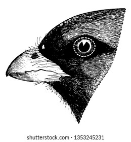 Esta ilustração representa o desenho de linha vintage de Trogon com Cauda de Cobre ou ilustração de gravação.