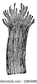 This illustration represents Cross Striped Muscular Tissue, vintage line drawing or engraving illustration.