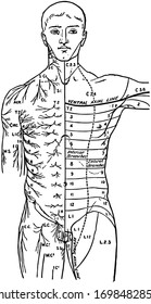 7,216 Nerve drawing Images, Stock Photos & Vectors | Shutterstock