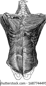 Esta ilustração representa os Músculos Profundos do Tronco do Corpo, vintage desenho de linha ou gravura ilustração.