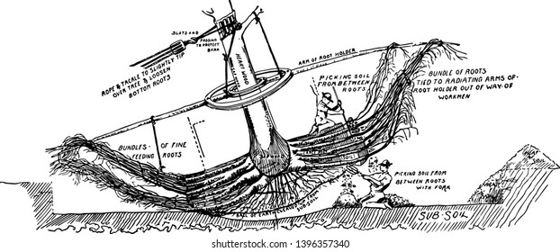 This illustration represents a Diagram how to remove a large tree, vintage line drawing or engraving illustration.