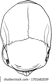 This illustration represents Dolichocephalic Cranium, vintage line drawing or engraving illustration.