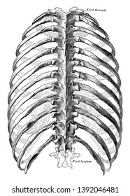 This Illustration Represents Dorsal View Thorax Stock Vector (Royalty ...