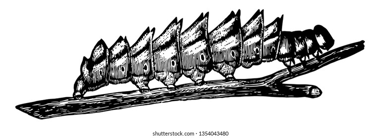 This illustration represents Double Toothed Prominent Caterpillar vintage line drawing or engraving illustration.