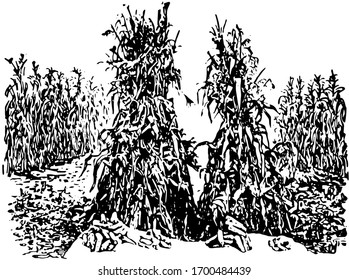 This illustration represents Ear row Test which showing the difference in yielding power of two ears, vintage line drawing or engraving illustration.