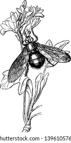 Esta ilustración representa el dibujo o ilustración de la línea vintage de Echinomyia Grossa.