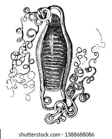 Esta ilustración representa Huevo Sack de Nursehound, dibujo vintage de línea o ilustración de grabado.