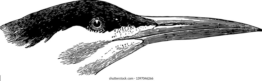 Esta ilustración representa el dibujo o ilustración de la línea vintage de Tern Elegante.